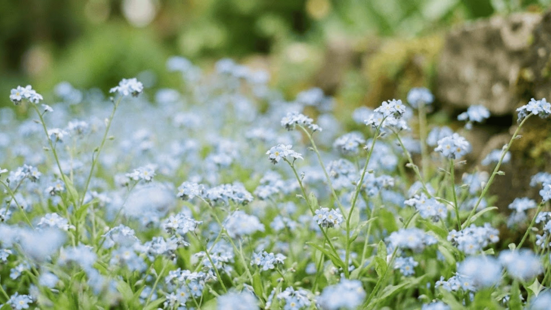 forget me not