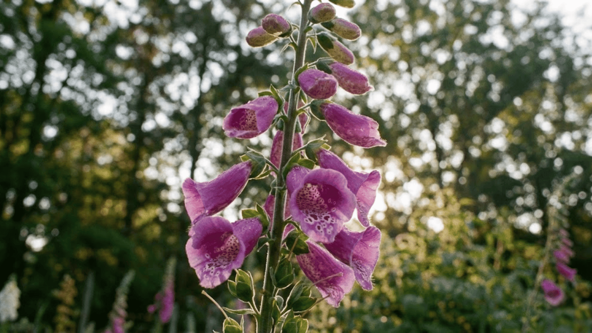 foxglove