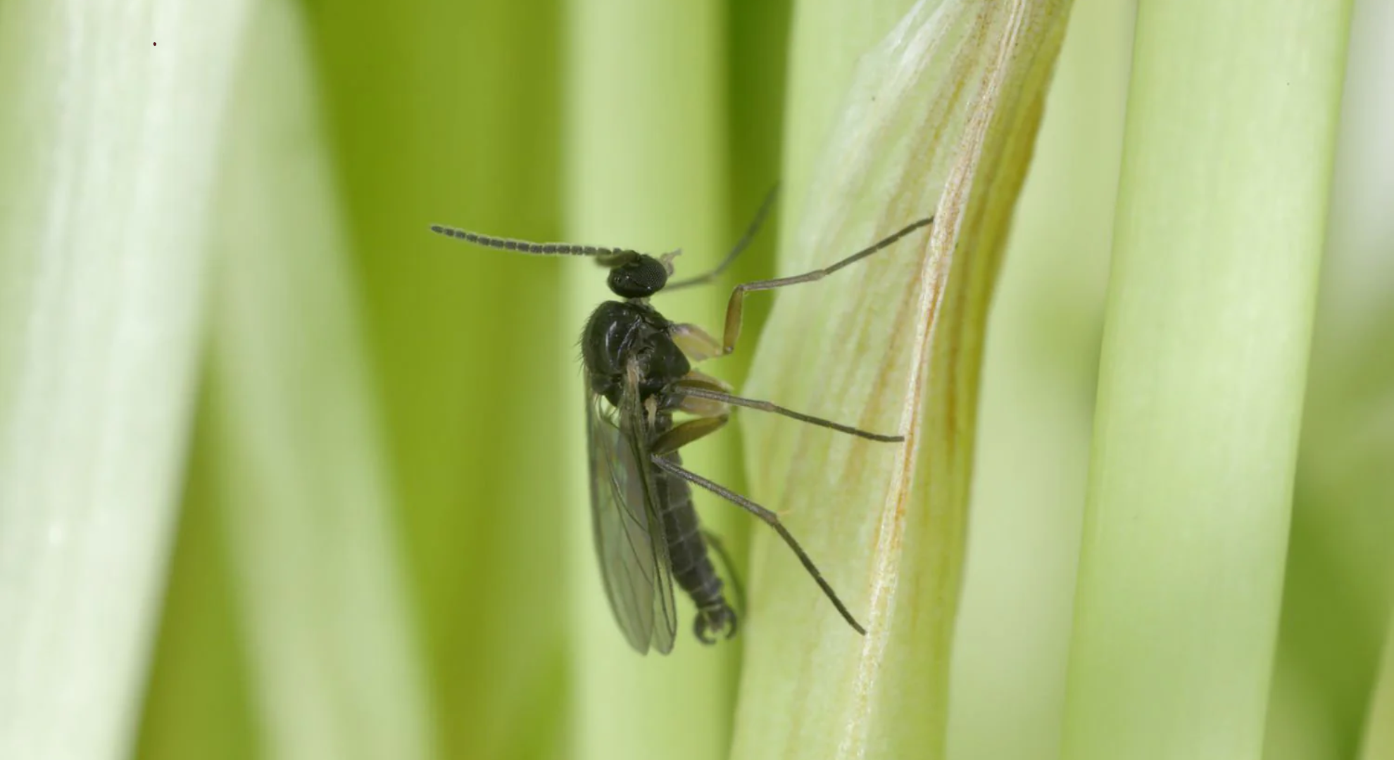 macro shot of a tiny black fungus gnat on a green leaf