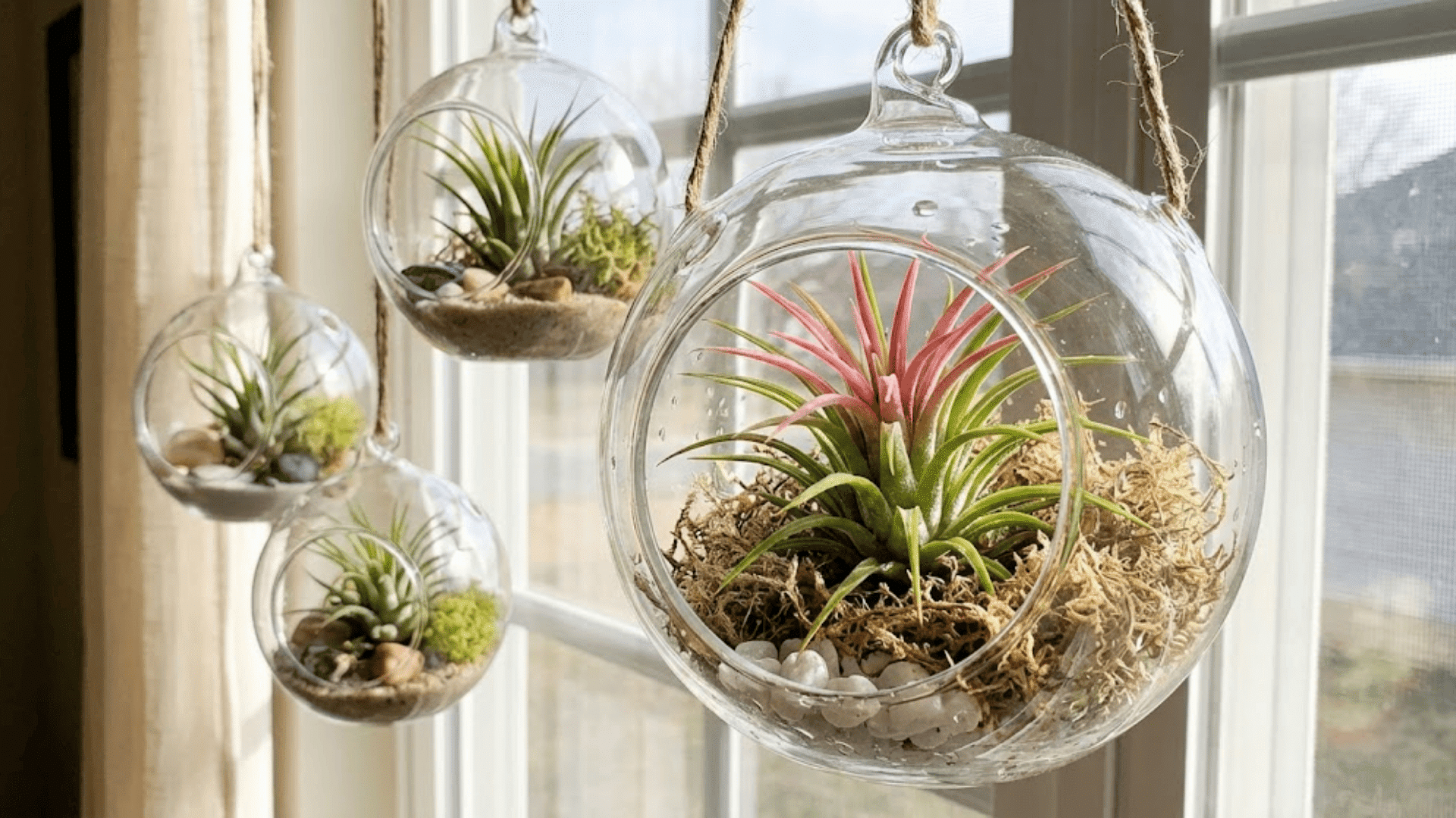 glass globes and terrariums