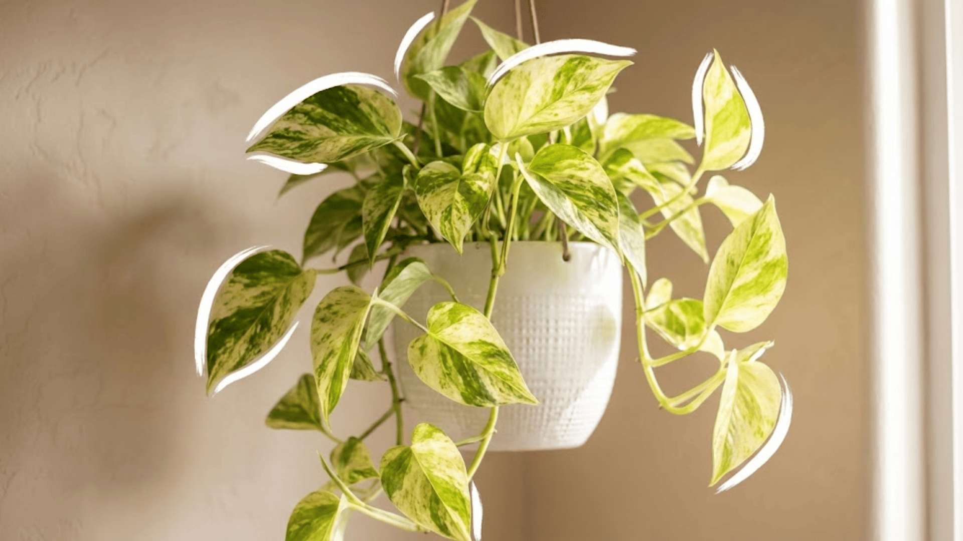 golden pothos