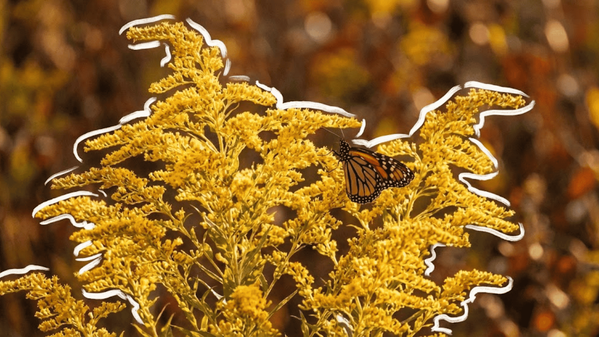 goldenrod