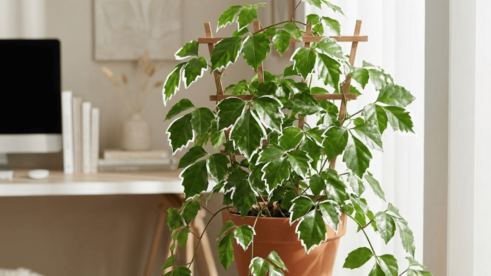 grape ivy