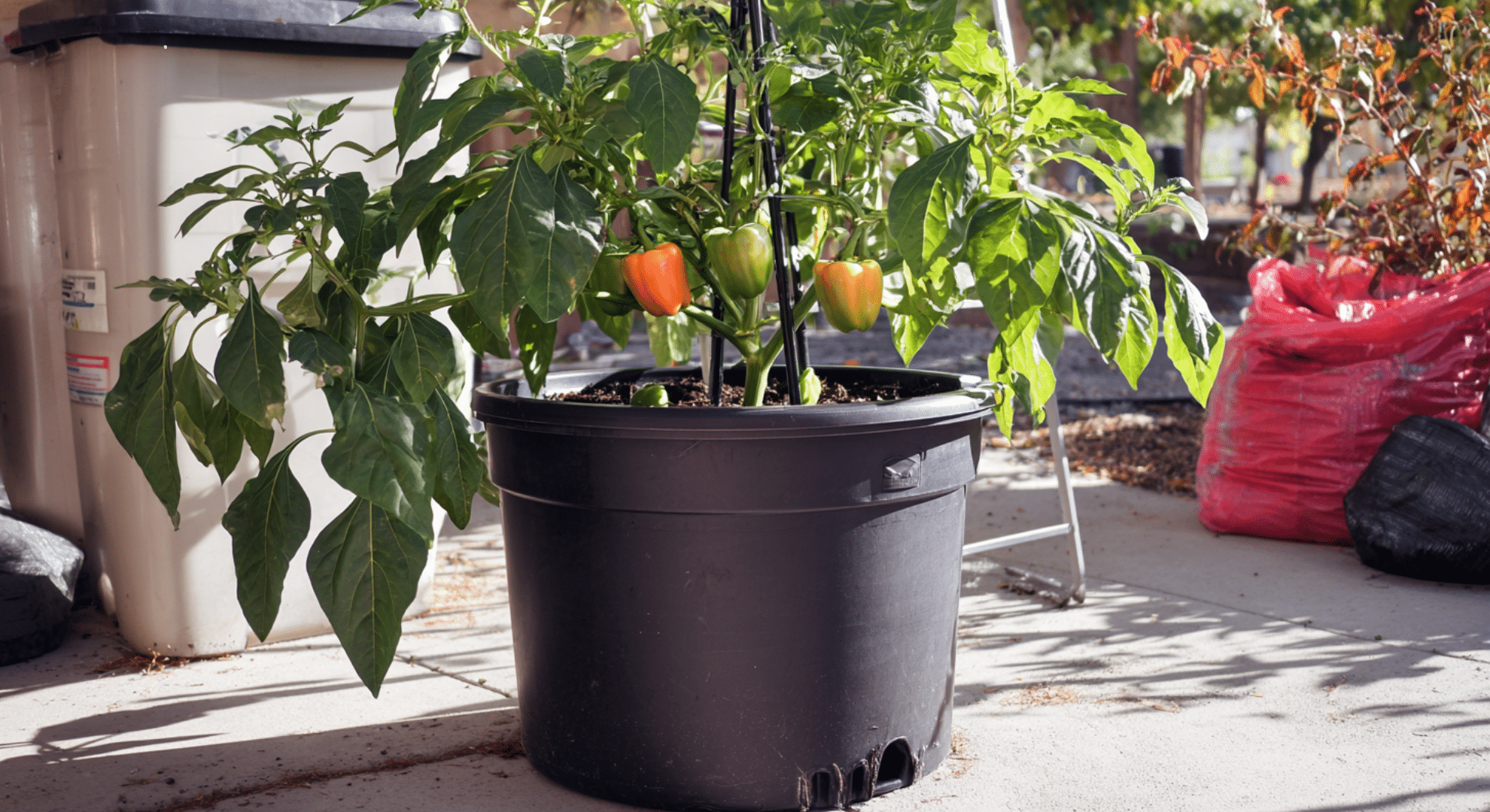 growing bell peppers in pots