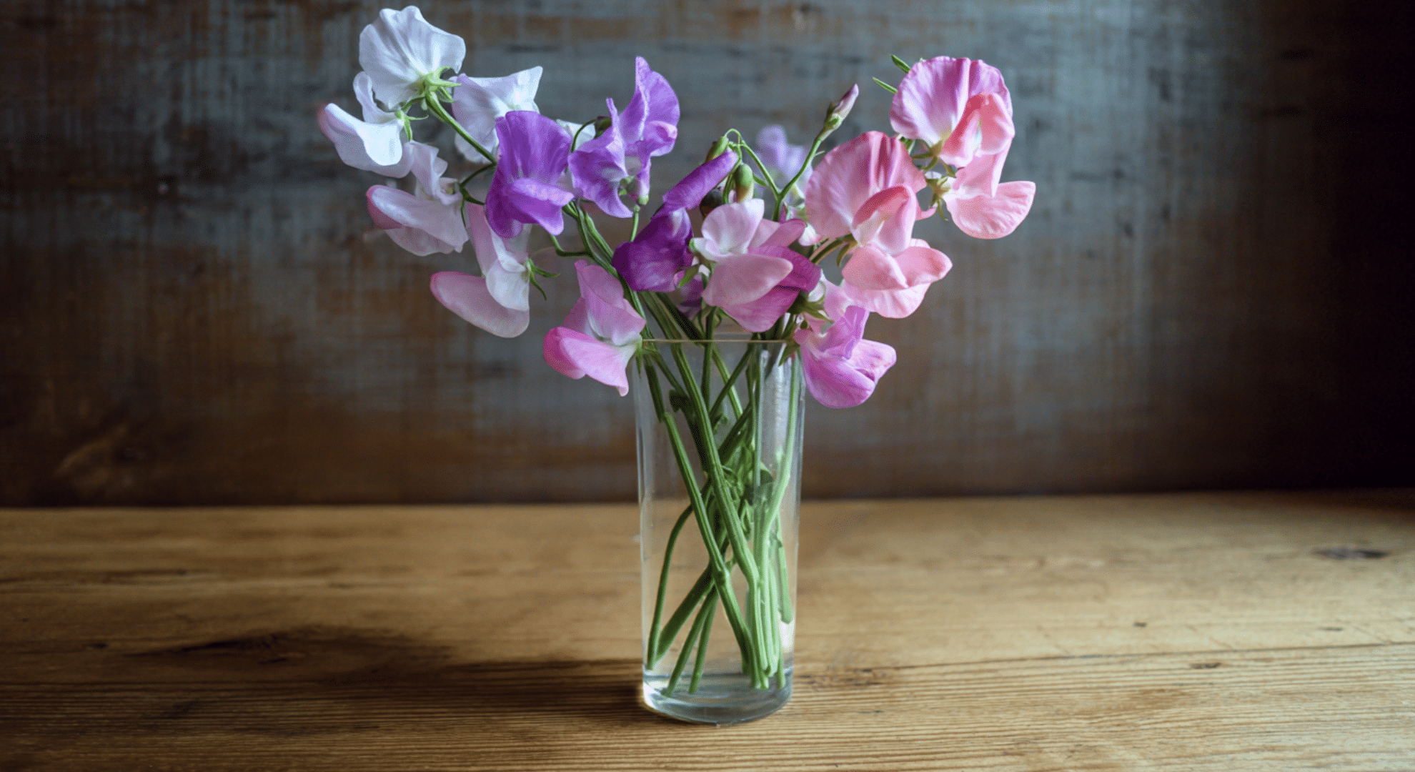 Harvesting Sweet Pea Flowers for Bouquets