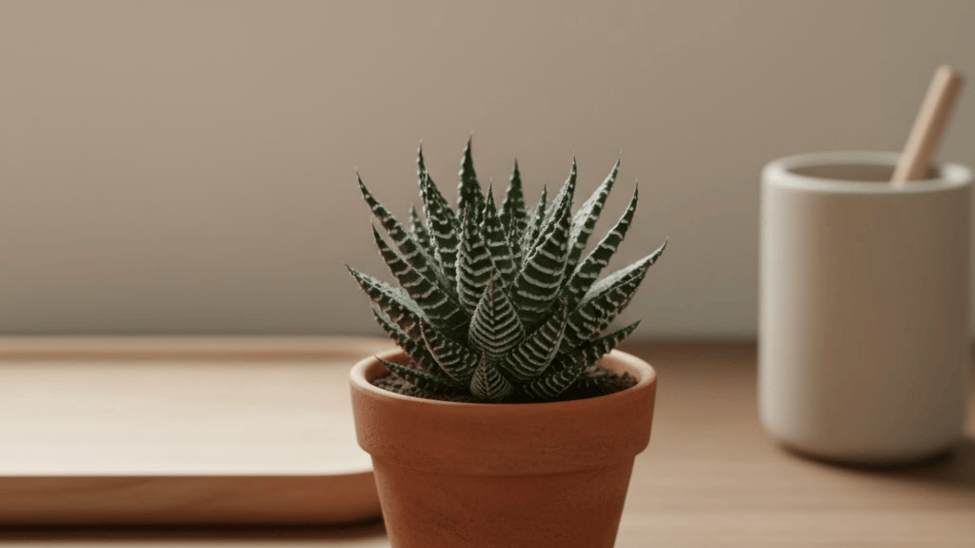 haworthia