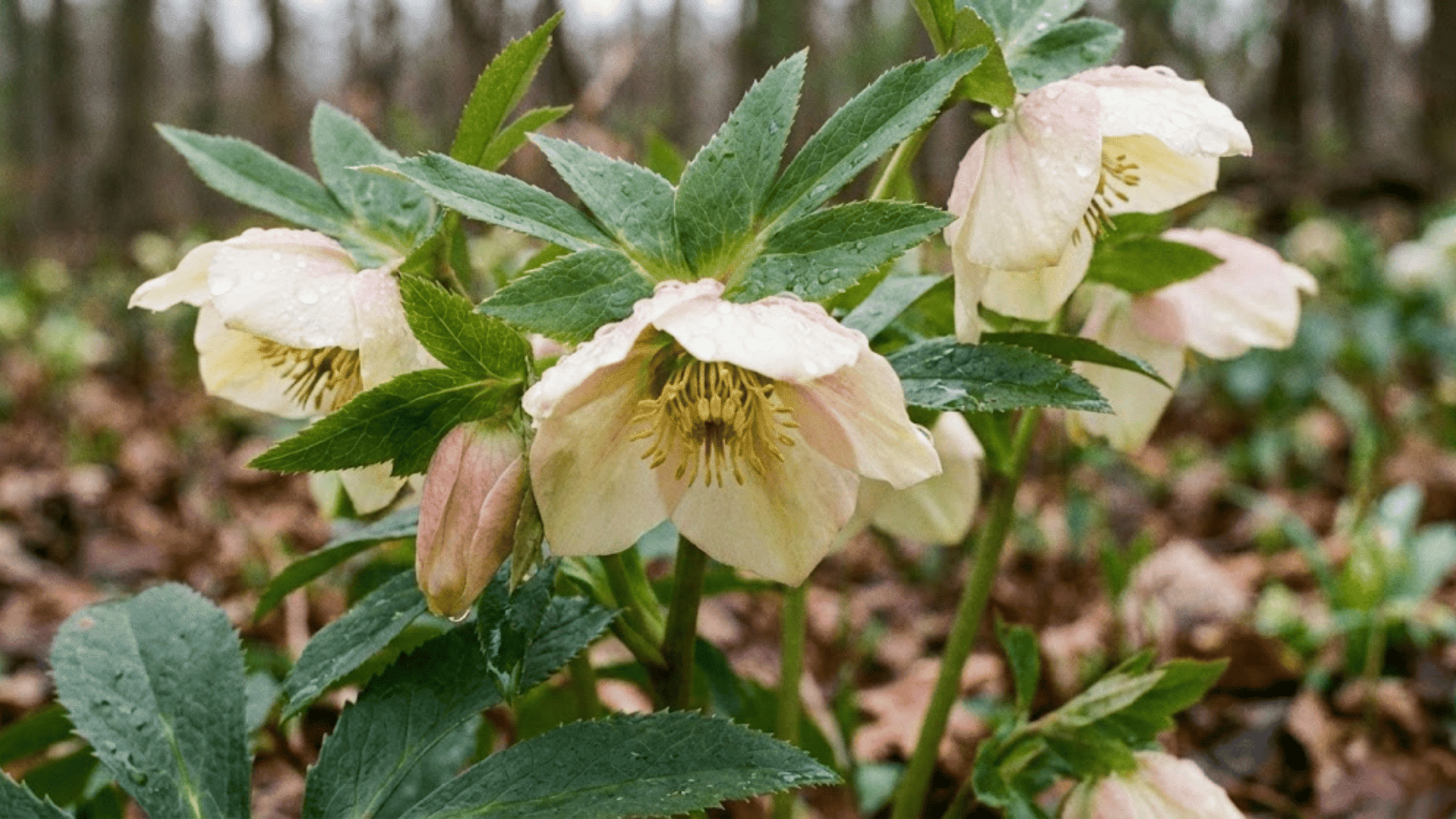 hellebore