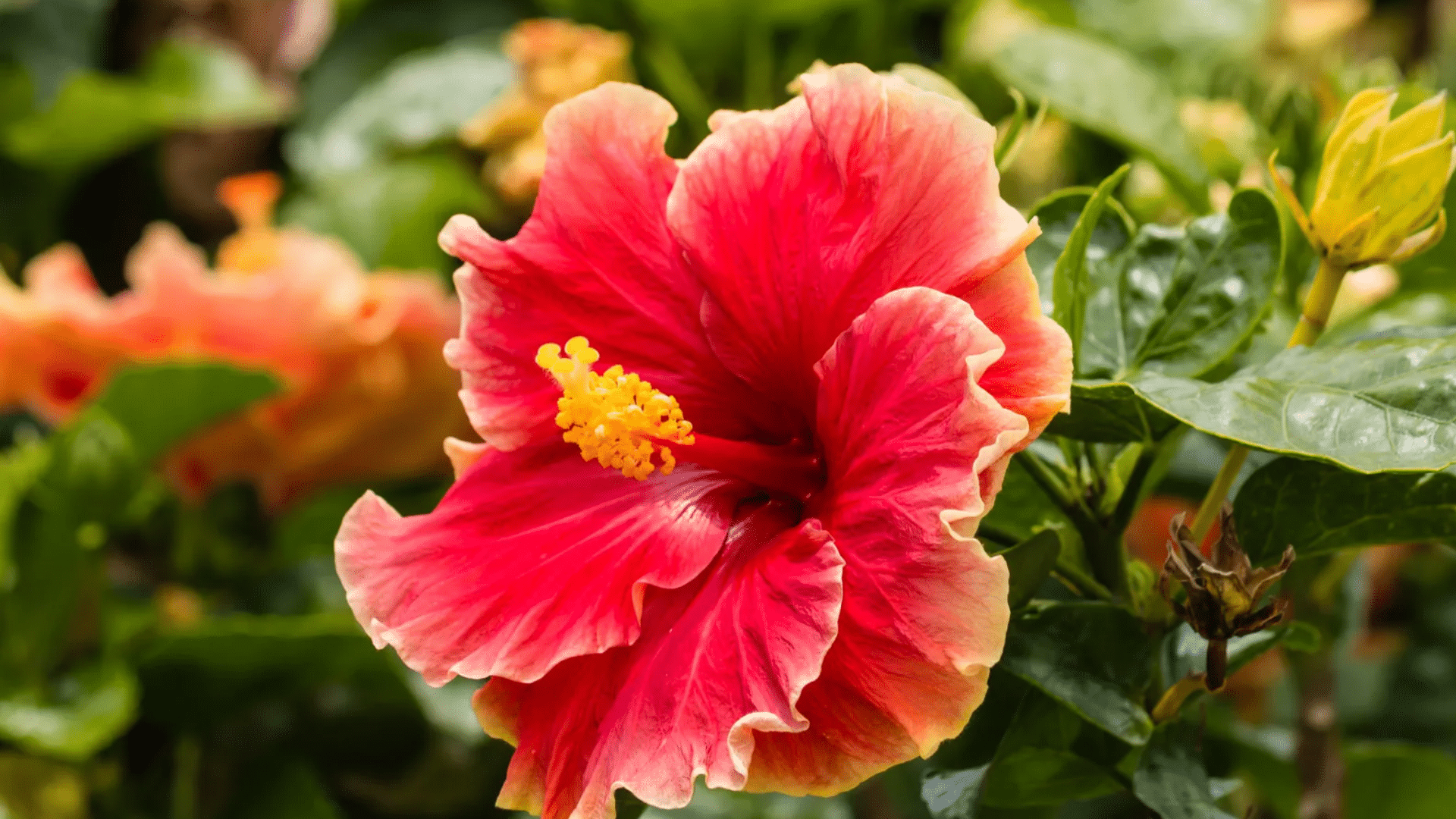 hibiscus
