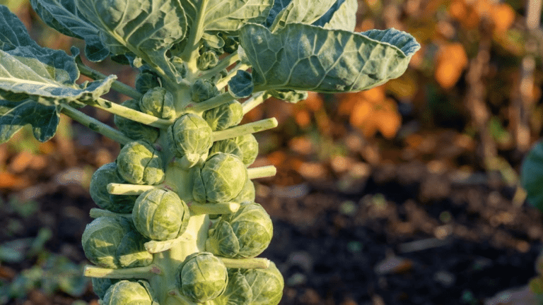 how do brussels sprouts grow a stage by stage guide