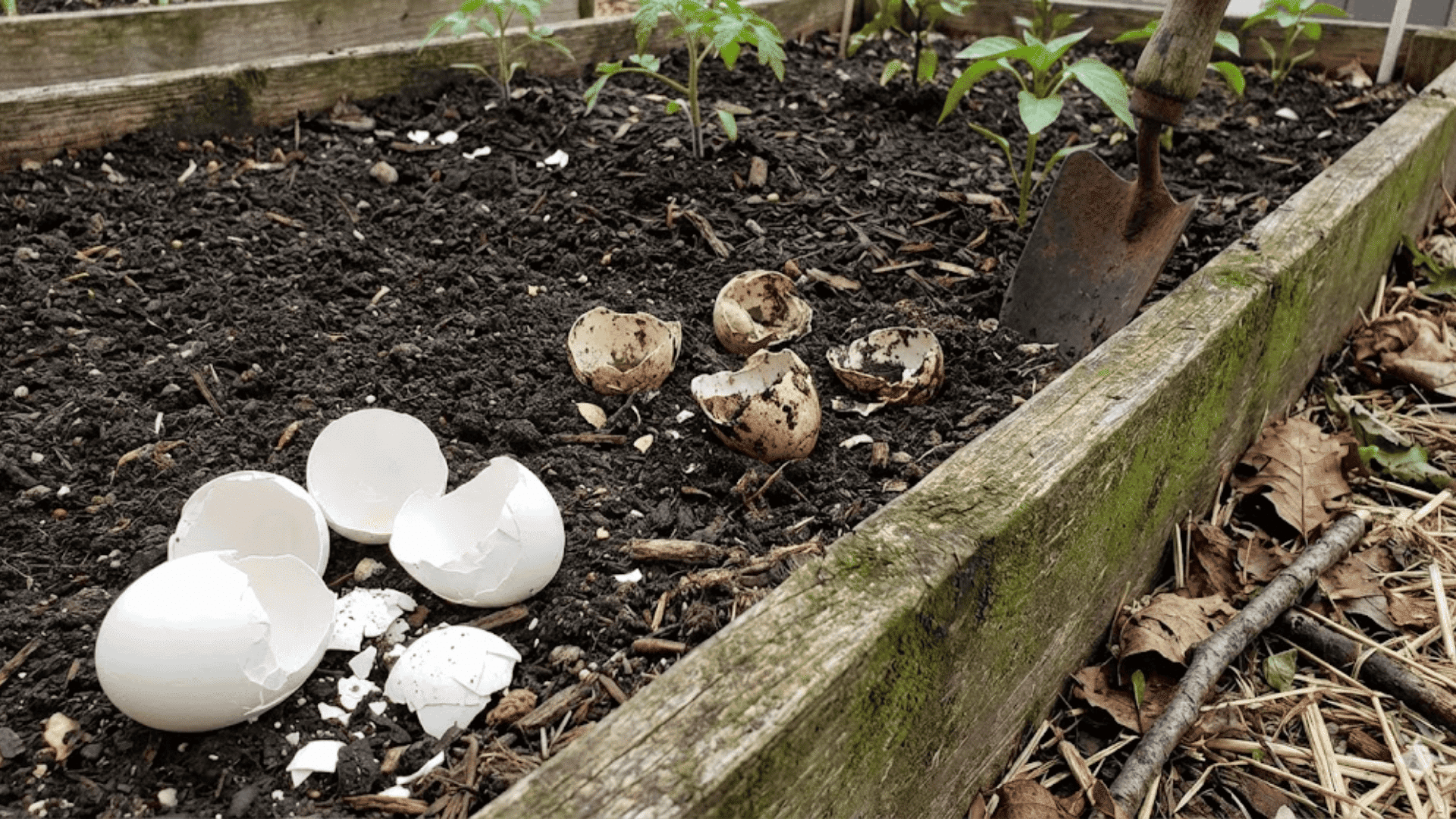 How Long Do Eggshells Take to Break Down?