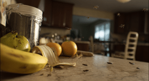 How Long Do Fruit Flies Live in a House?