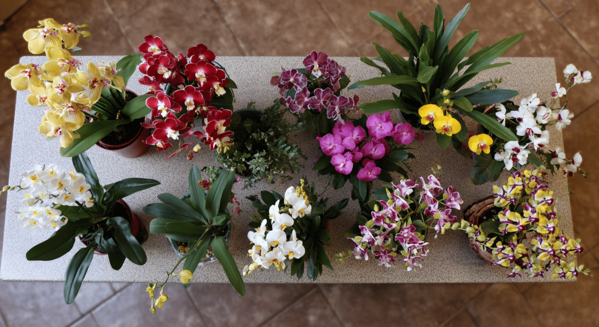 how long orchid blooms usually last by type