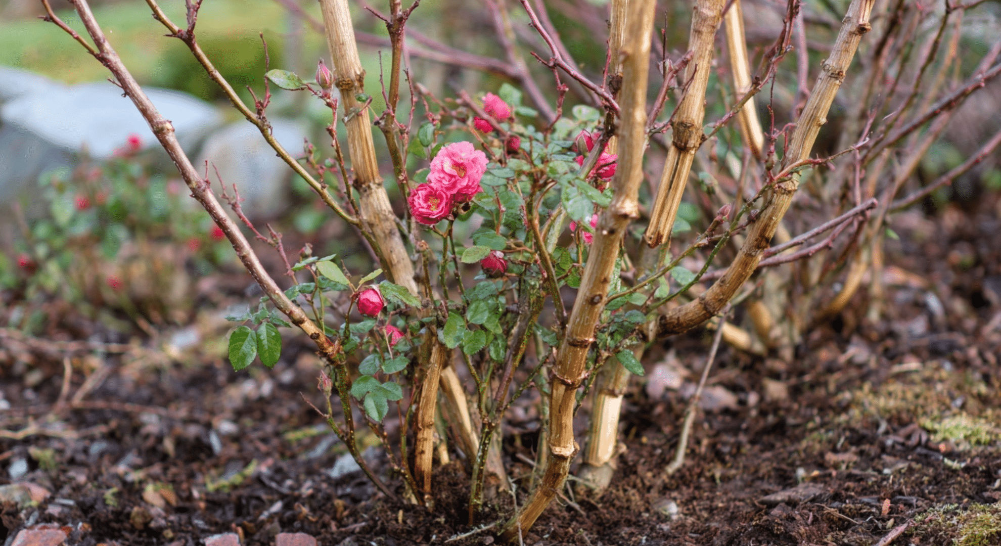 how much to cut back rose bushes