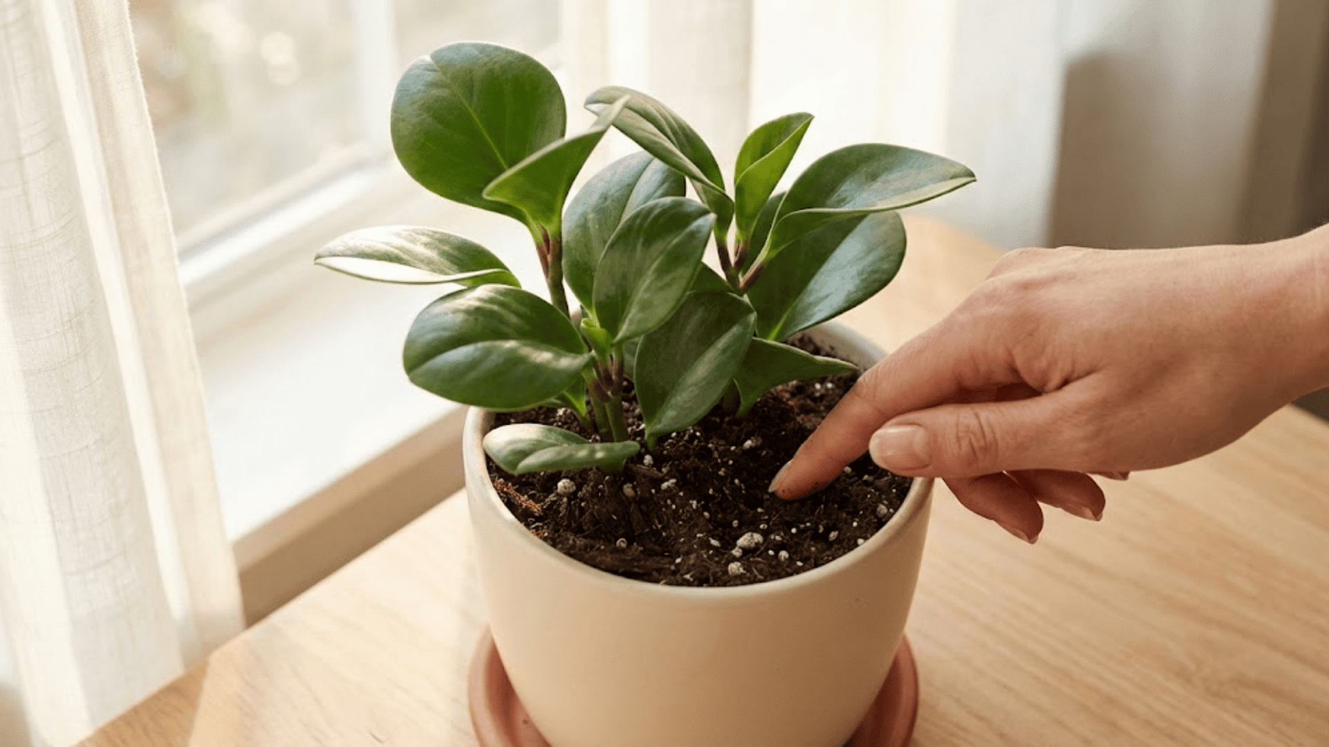How Often to Water a Baby Rubber Plant?