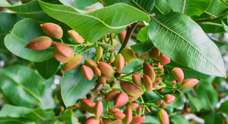how pistachios grow and what makes them unique