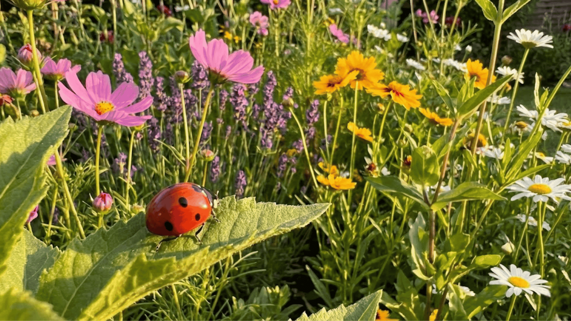 how to attract ladybugs to your garden easily