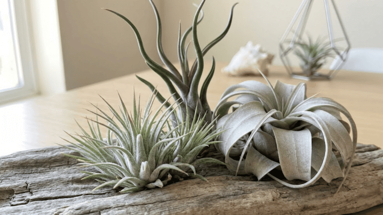 how to care for air plants the designer way