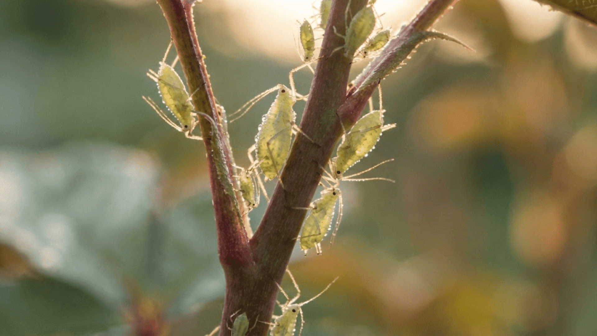 how to get rid of aphids effective plant pest control