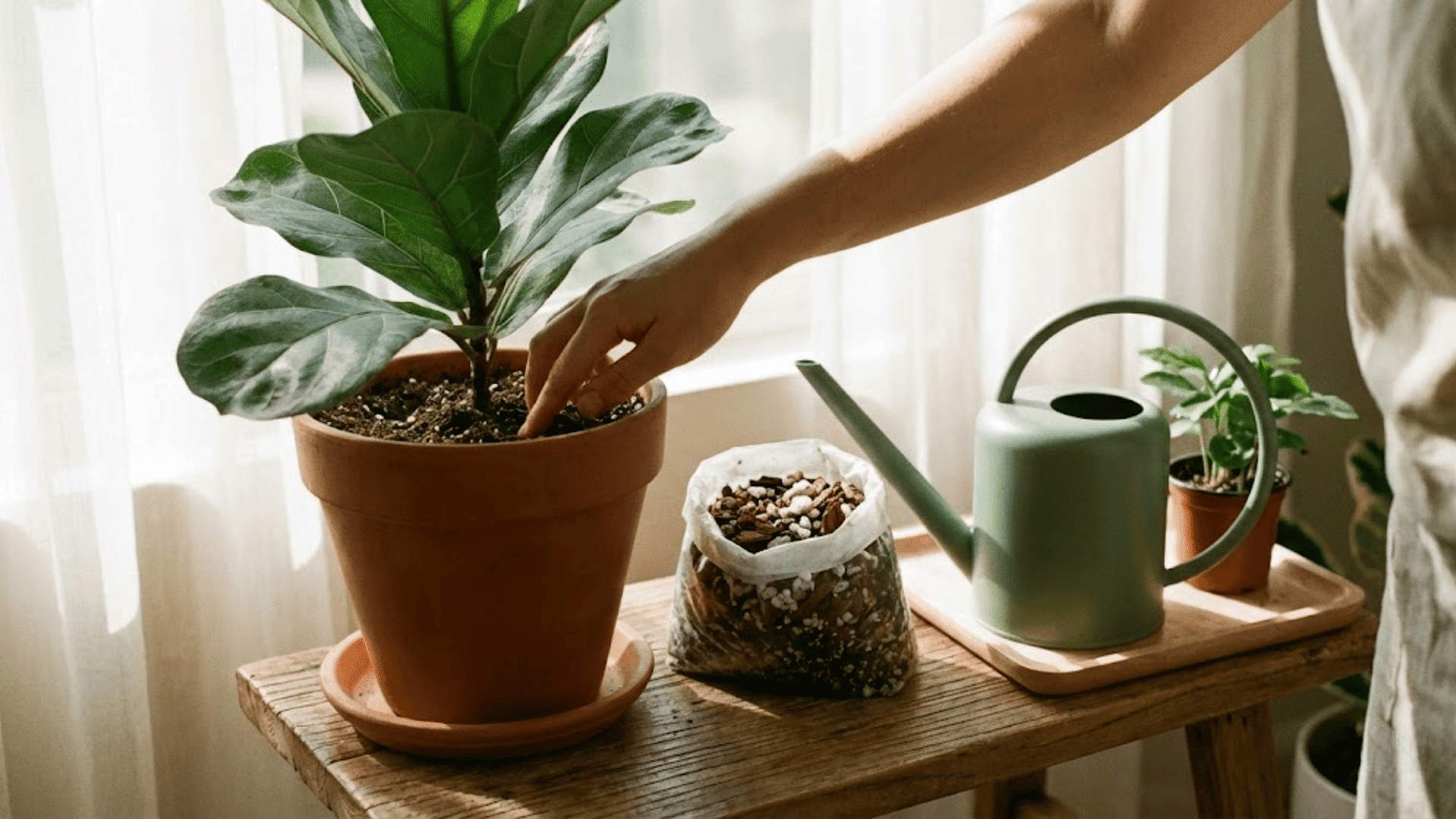 How to Prevent Gnats in Houseplants Permanently?