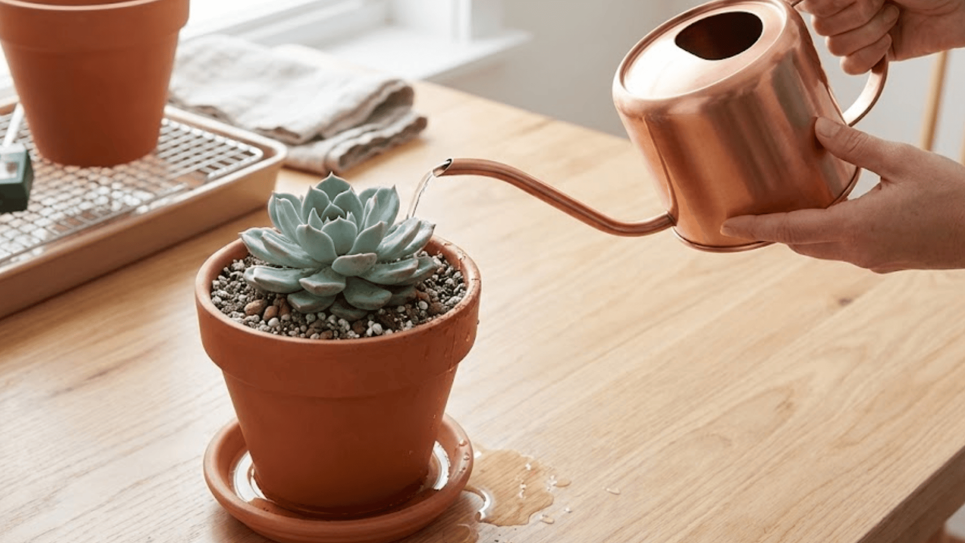 How to Water a Succulent the Right Way?