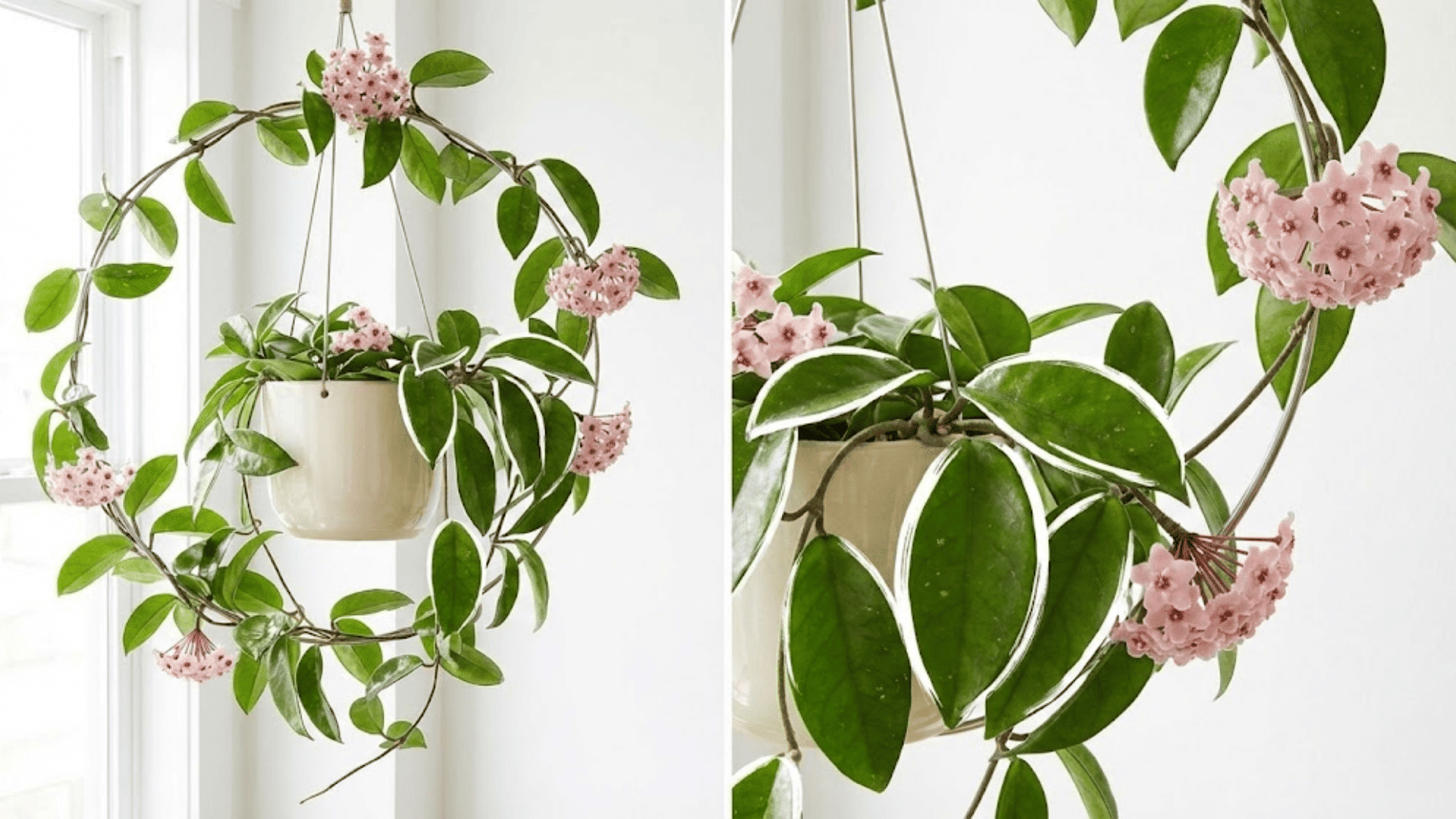 hoya carnosa