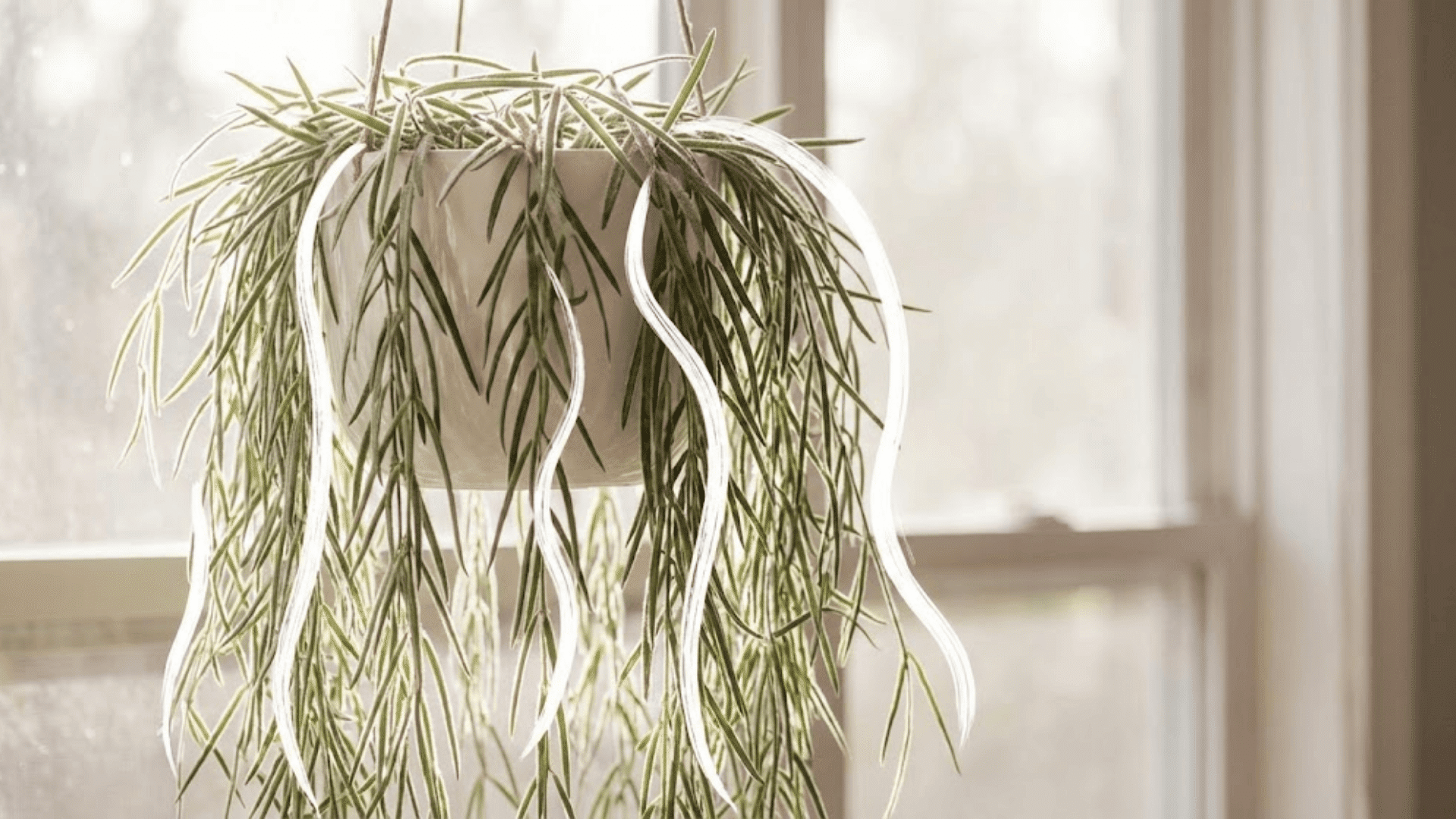 hoya linearis