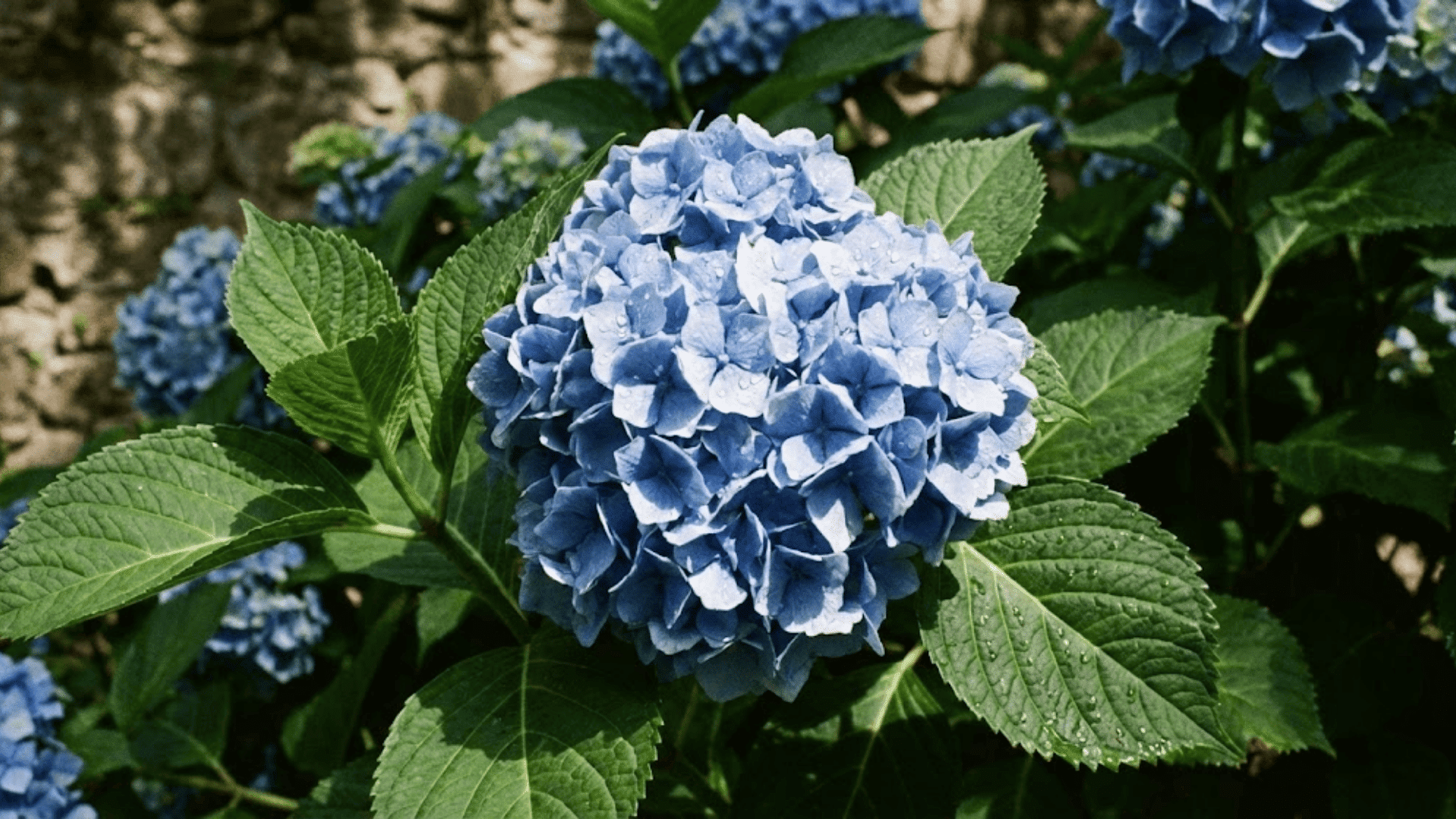 hydrangea