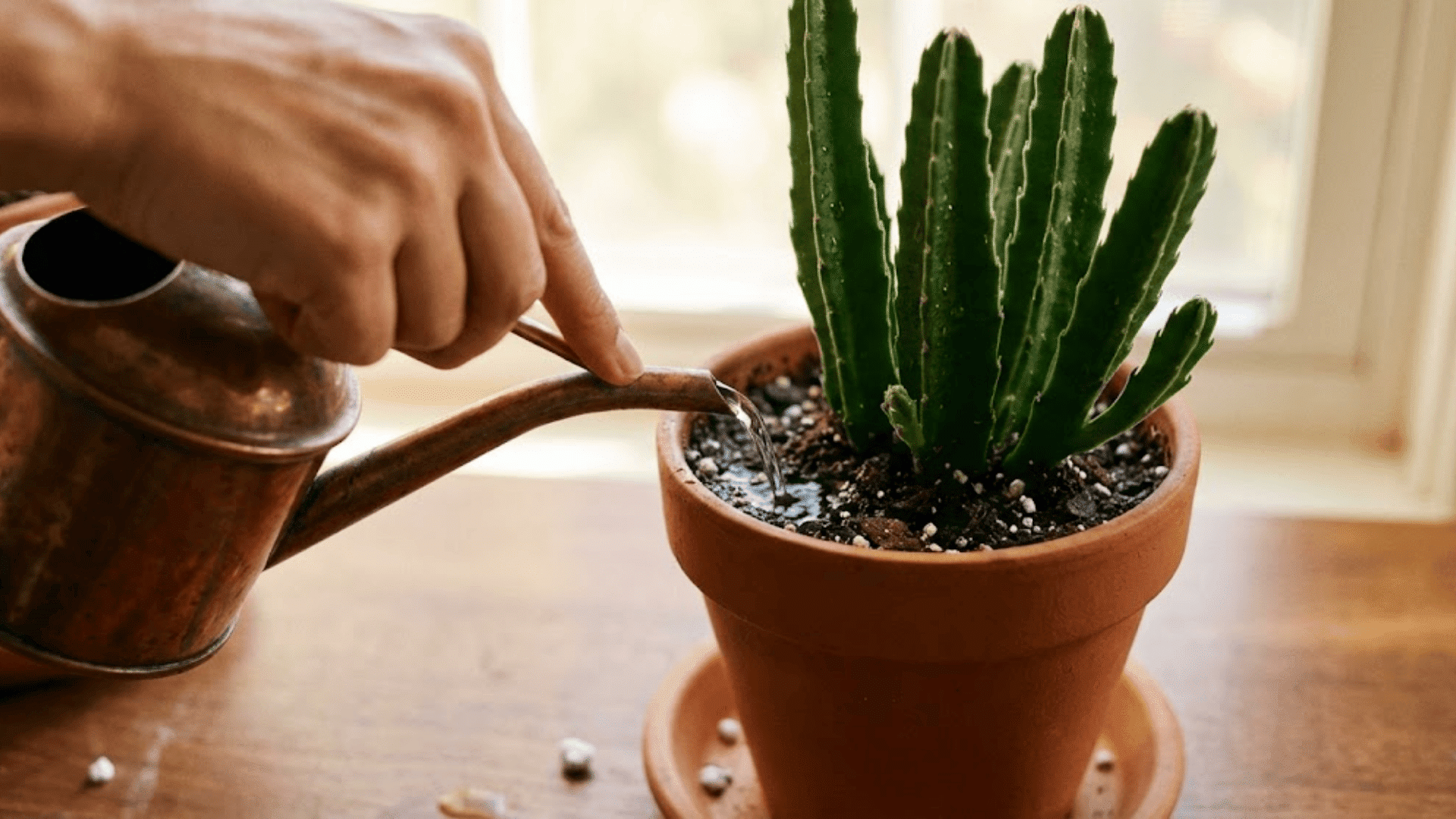 Hydrating Your Night Bloomer