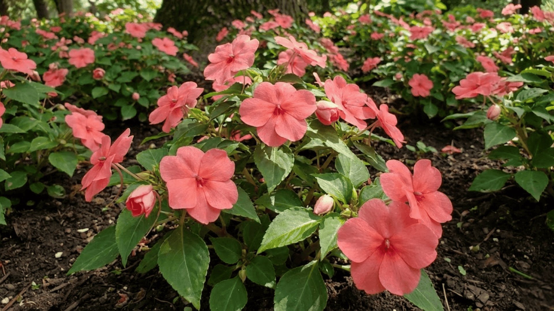 impatiens
