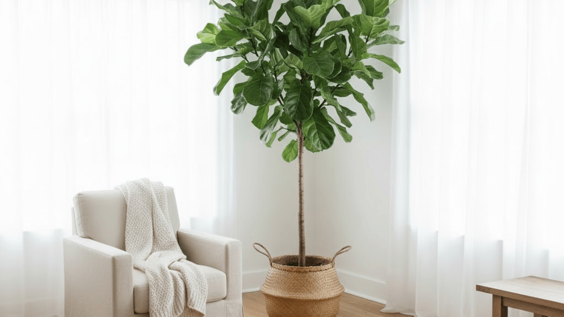 indoor mini tree statement corner