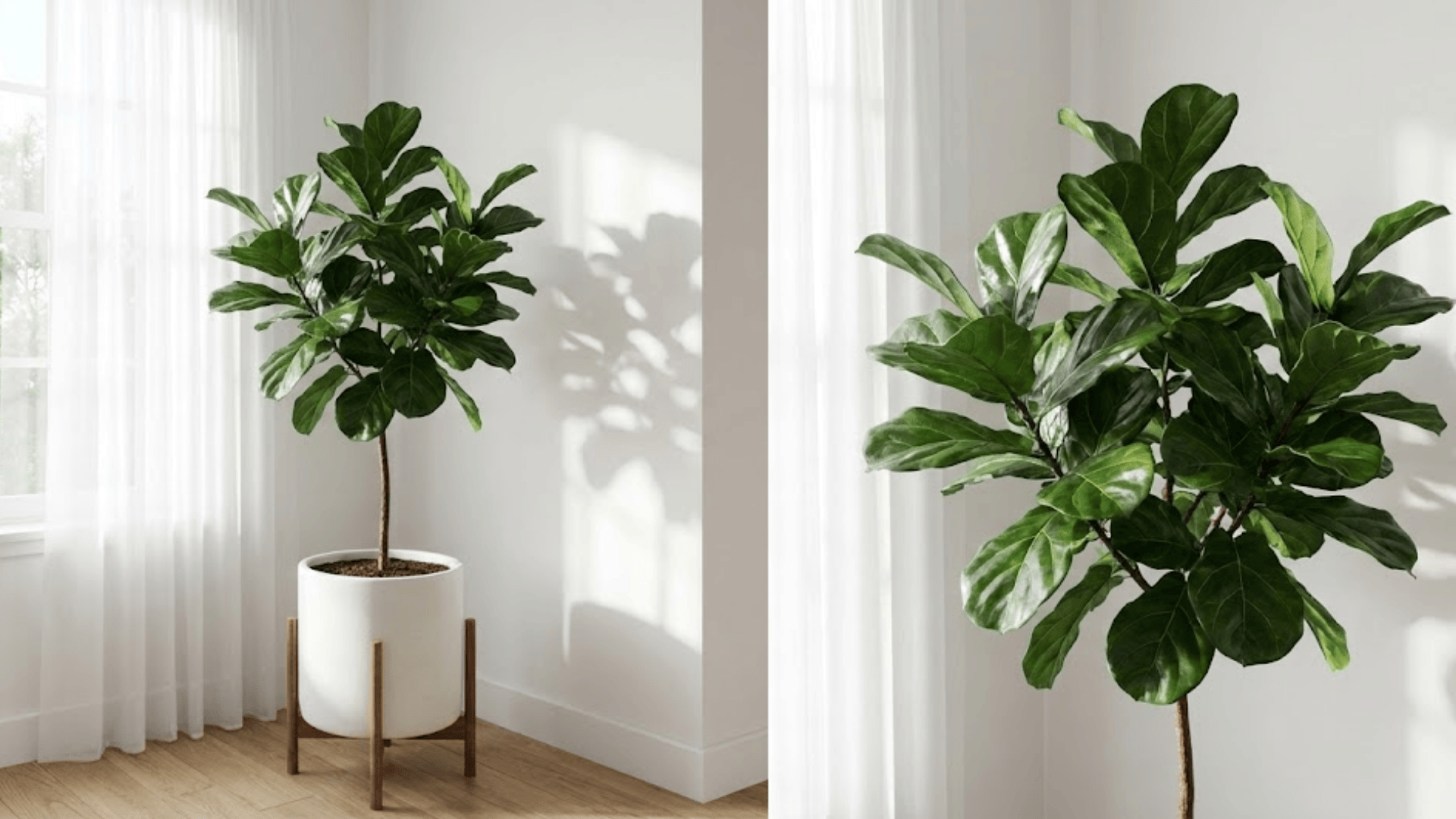 large fiddle leaf fig tree 5 feet in white ceramic pot on wood stand beside window with shadows