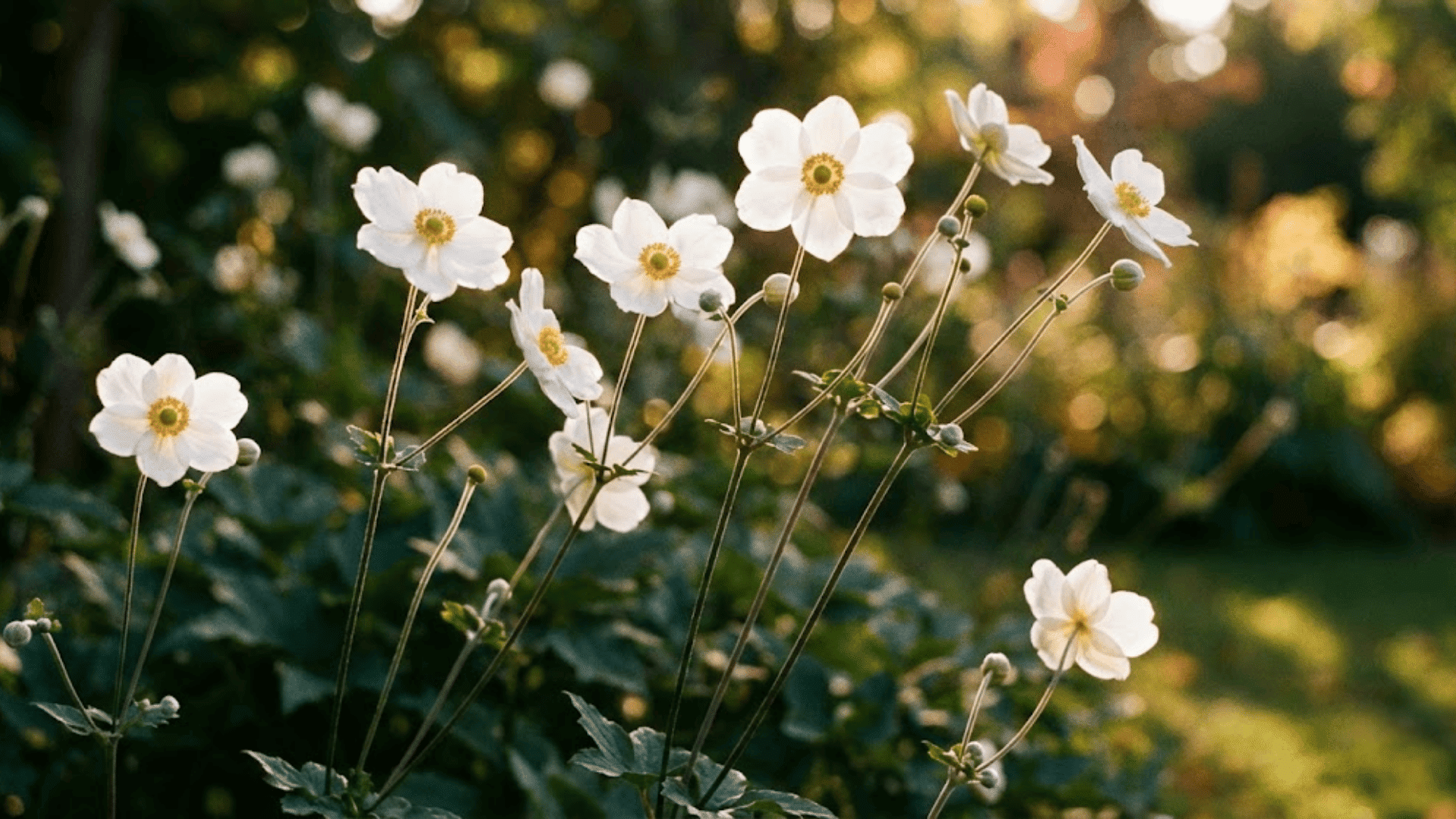 japanese anemone