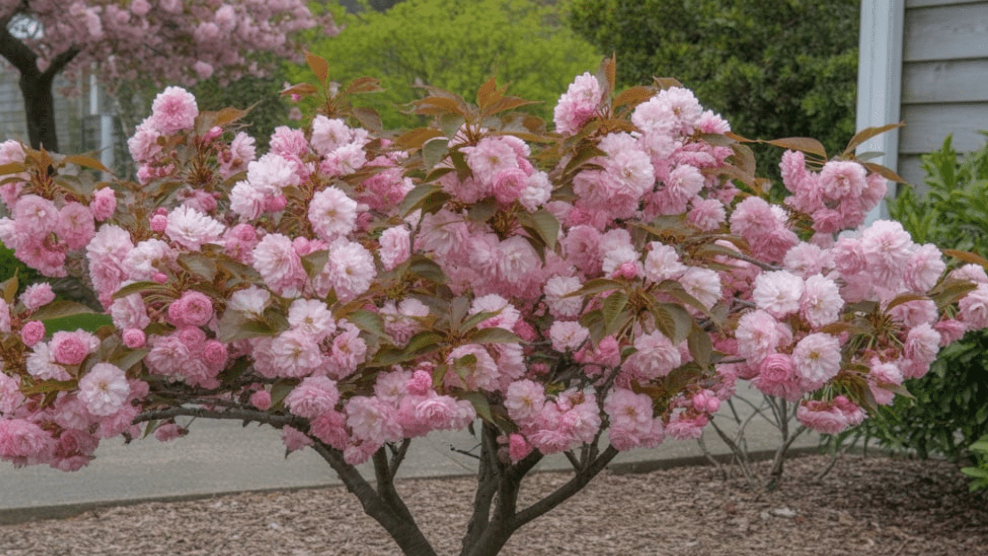 japanese flowering cherry