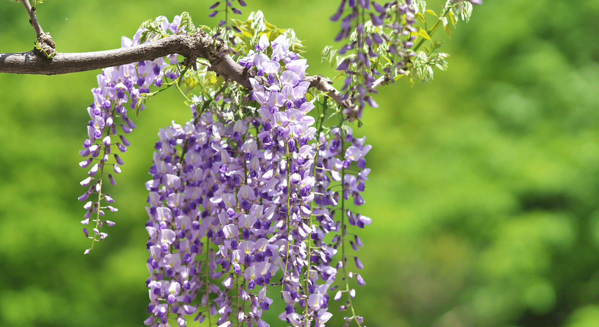 japanese wisteria