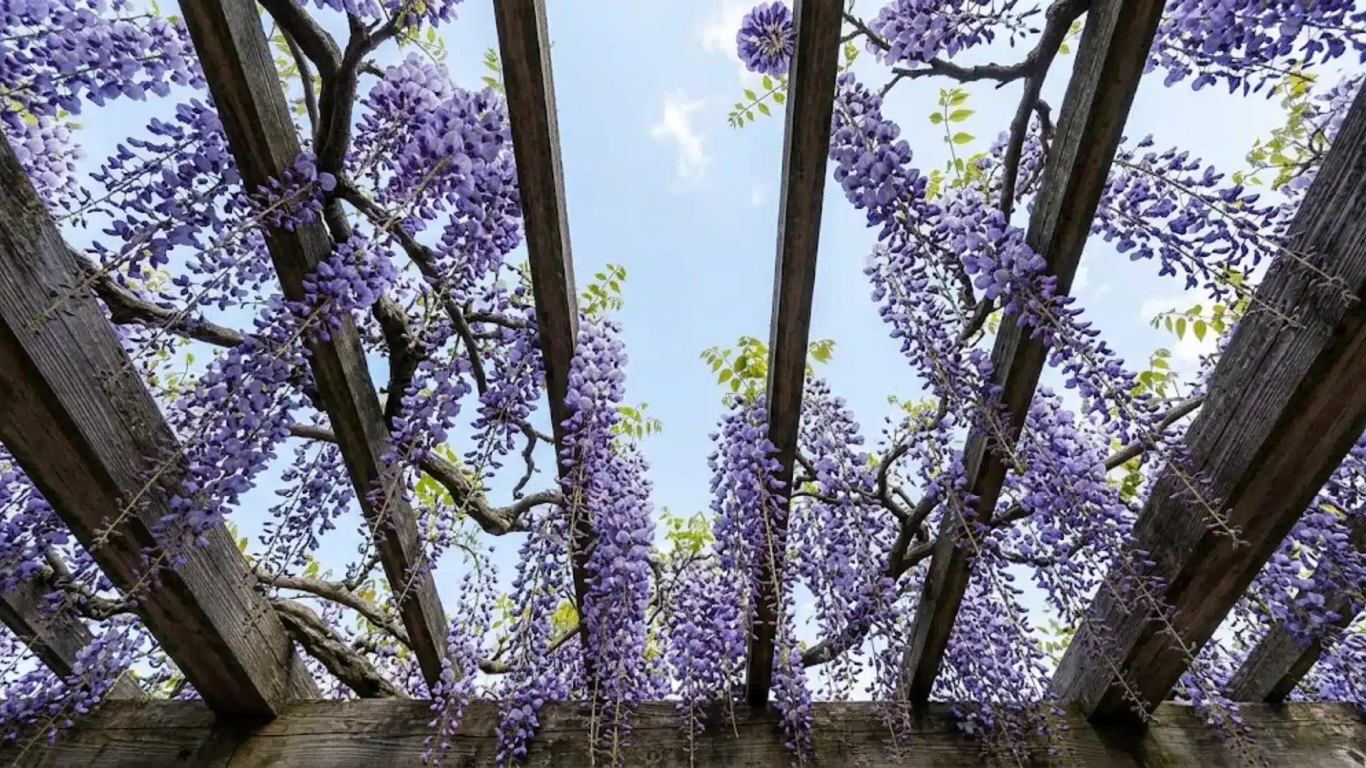 long draping japanese wisteria flower clusters hanging from a wooden trellis
