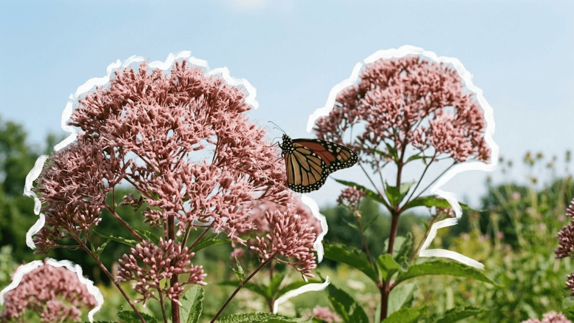 joe pye weed