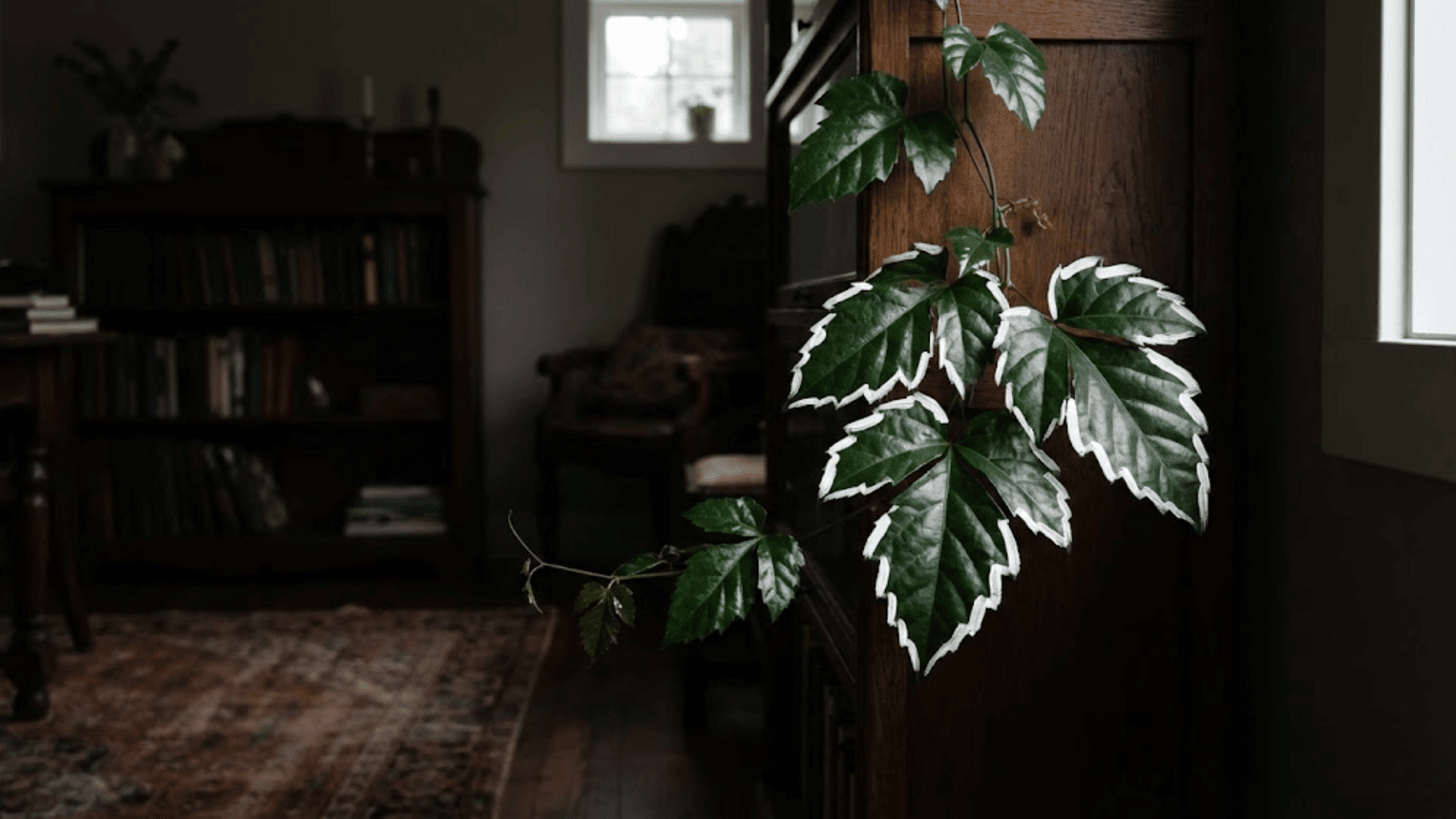kangaroo vine