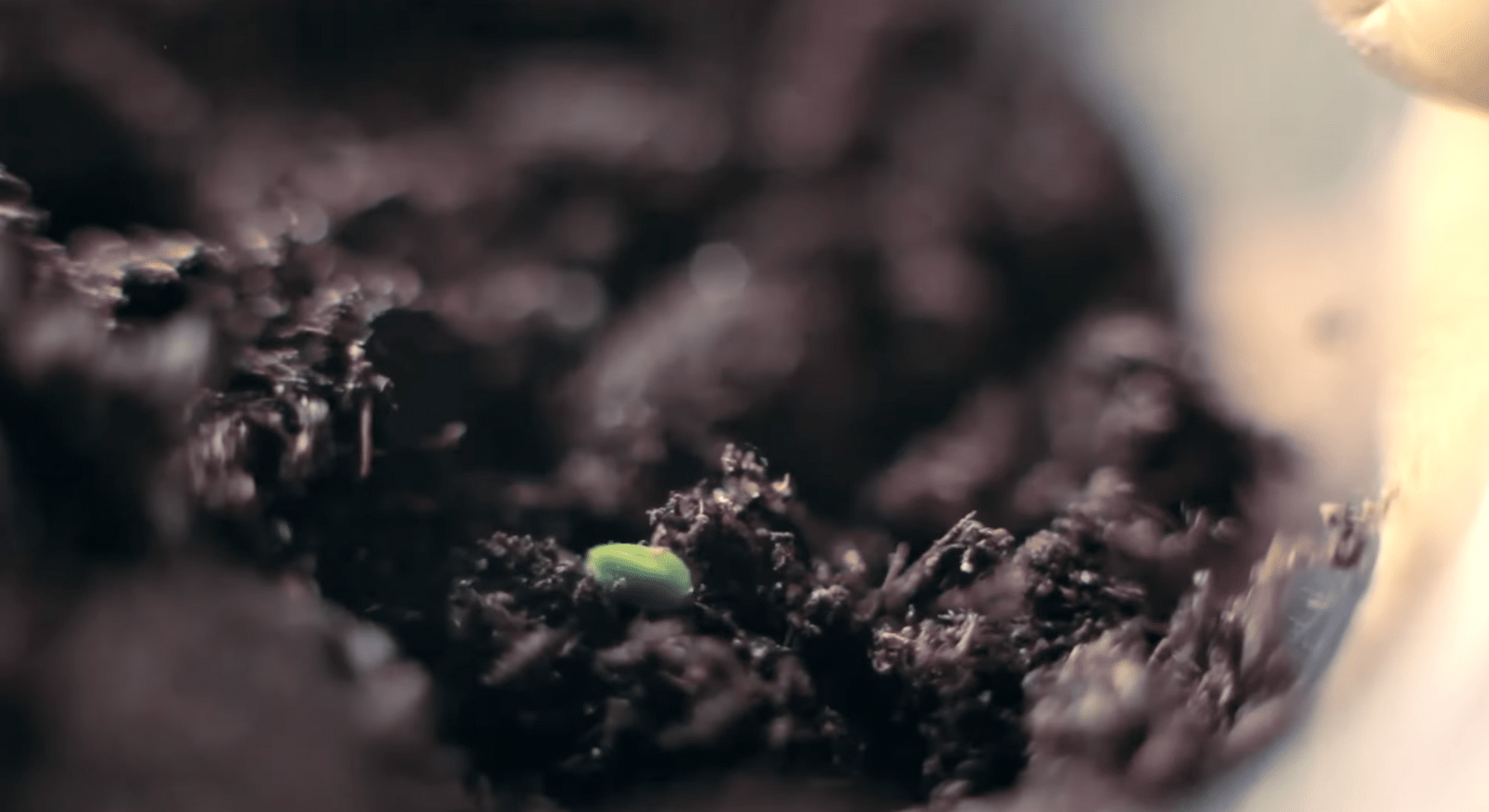 keep them growing indoors