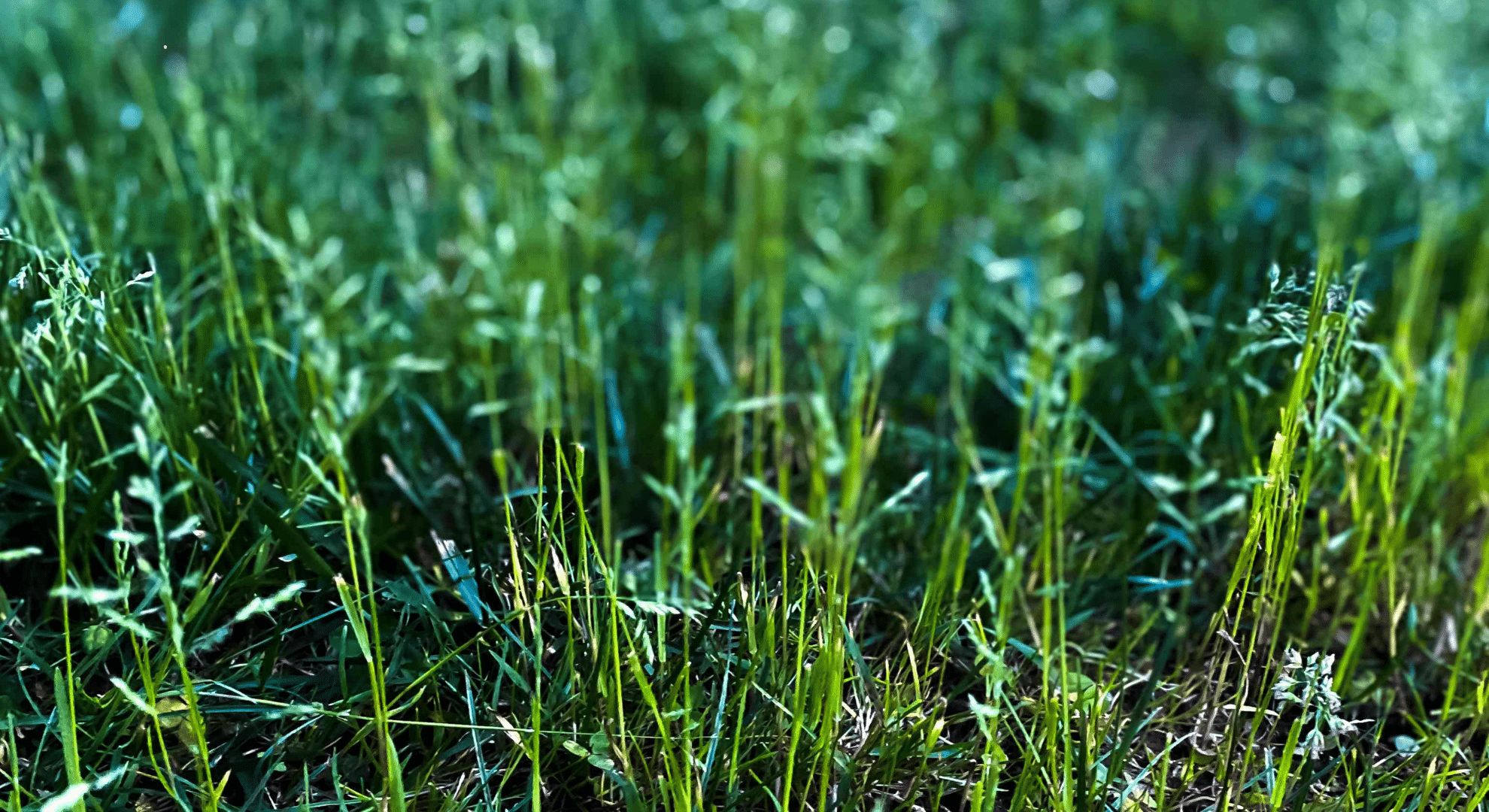 kentucky bluegrass