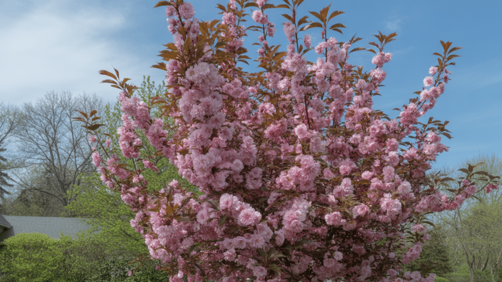 kwanzan cherry