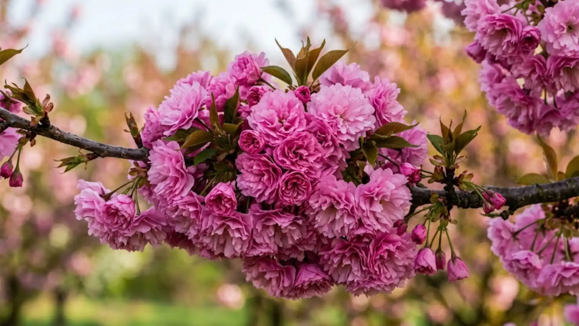 close up of vibrant pink kwanzan cherry blossoms with layered petals blooming on branches