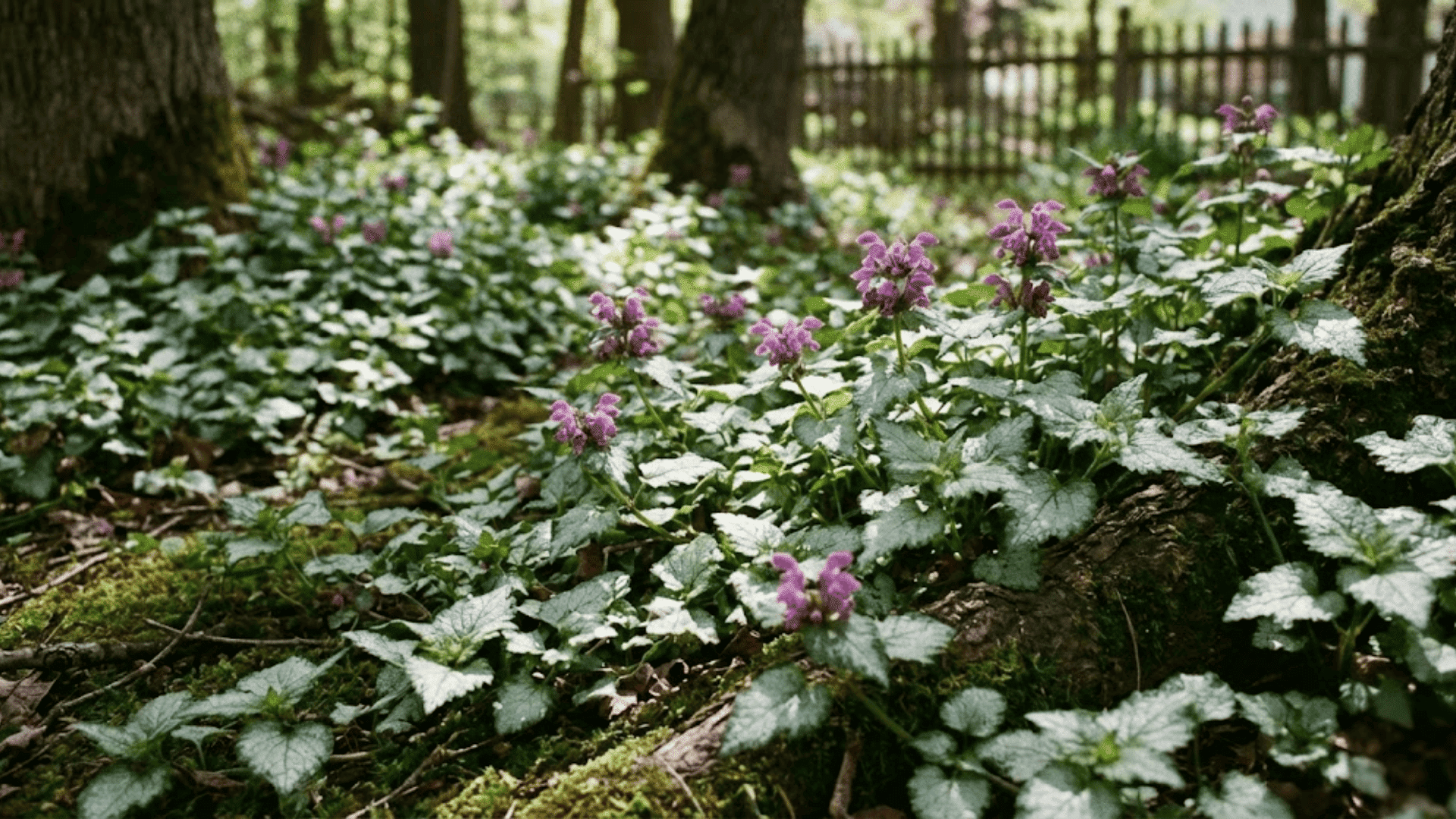 lamium dead nettle