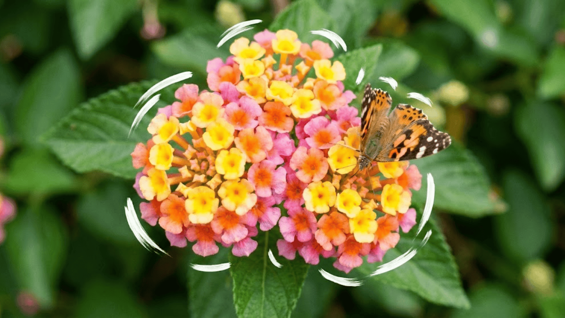 lantana