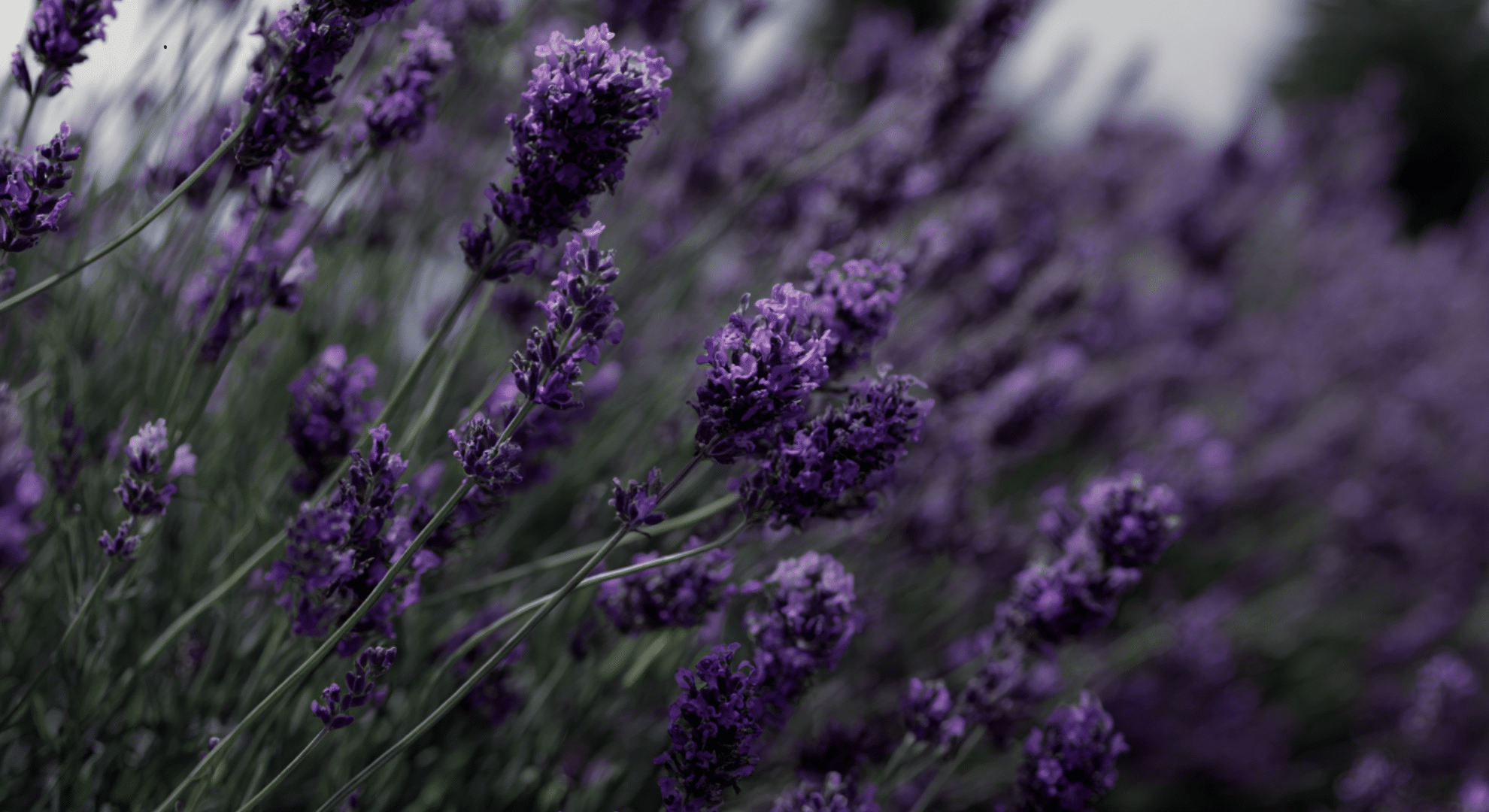 lavender care in the first year