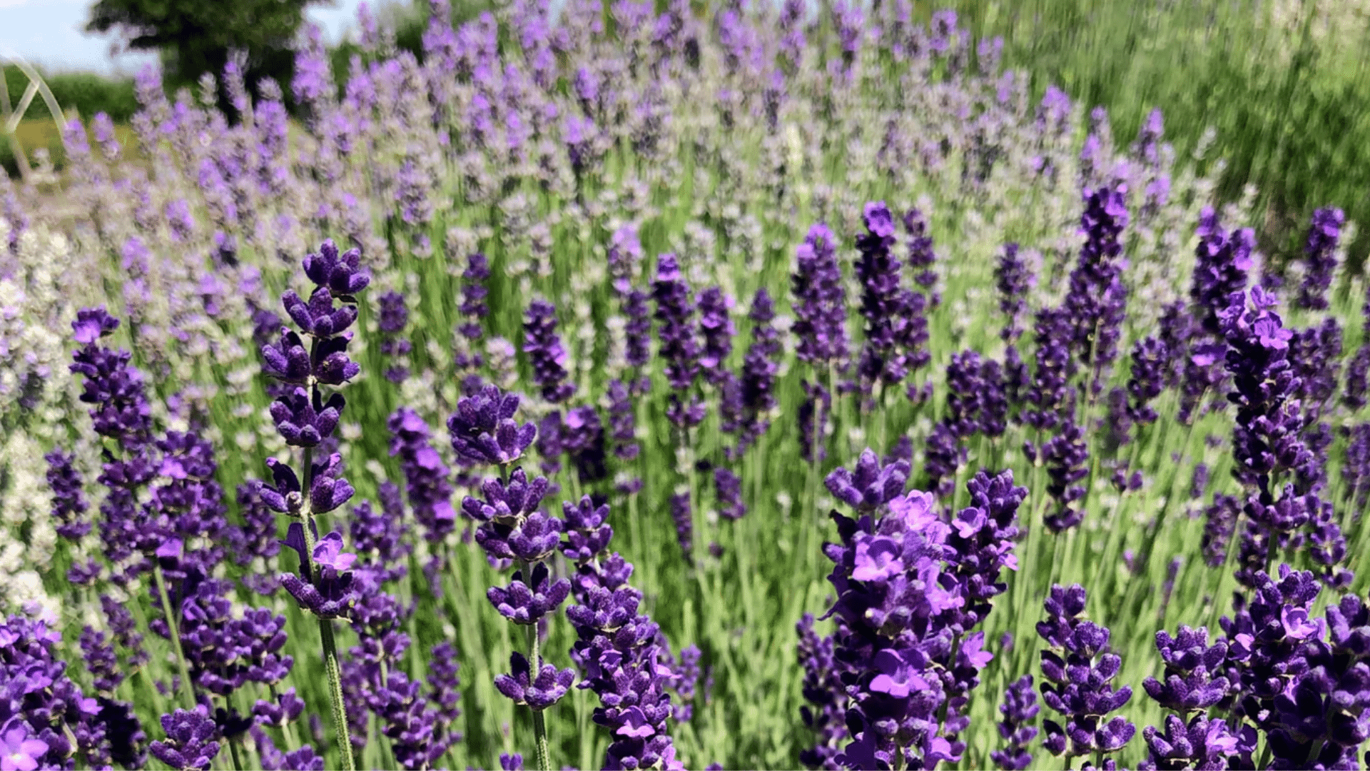lavender
