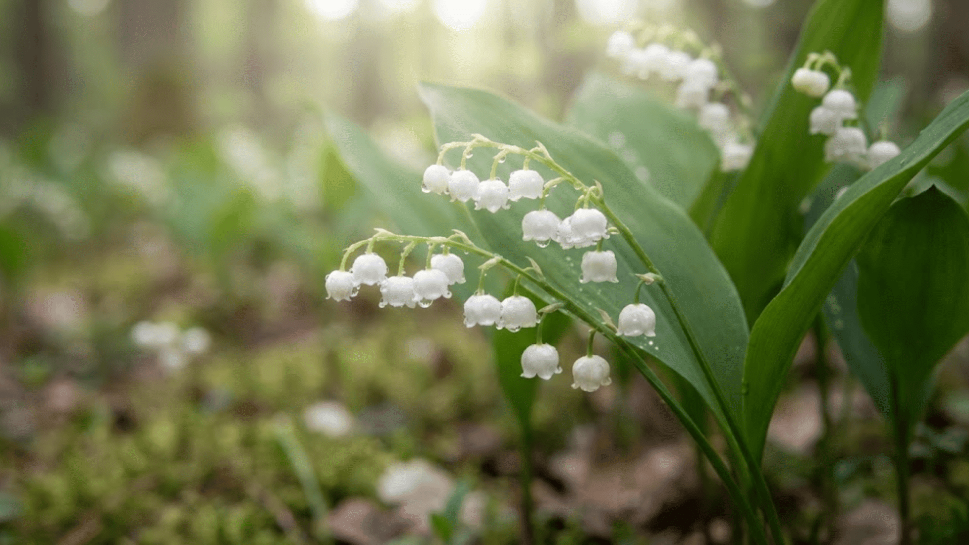 lily of the valley