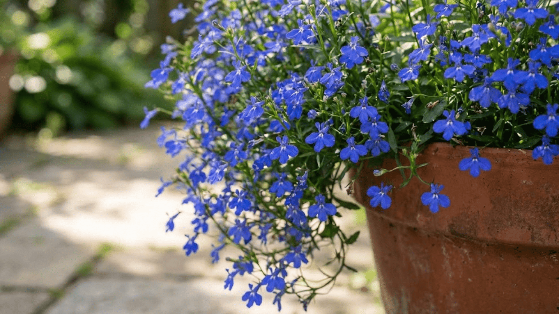 lobelia