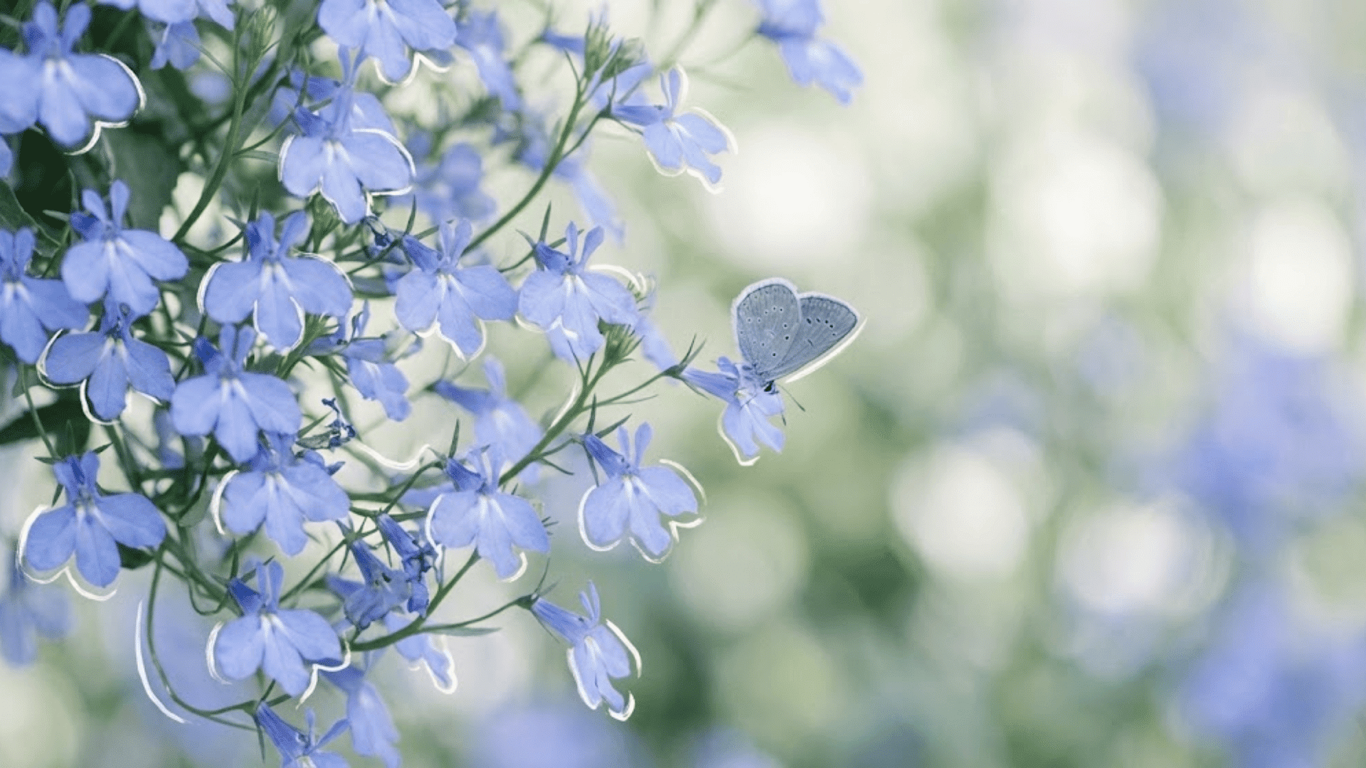 lobelia