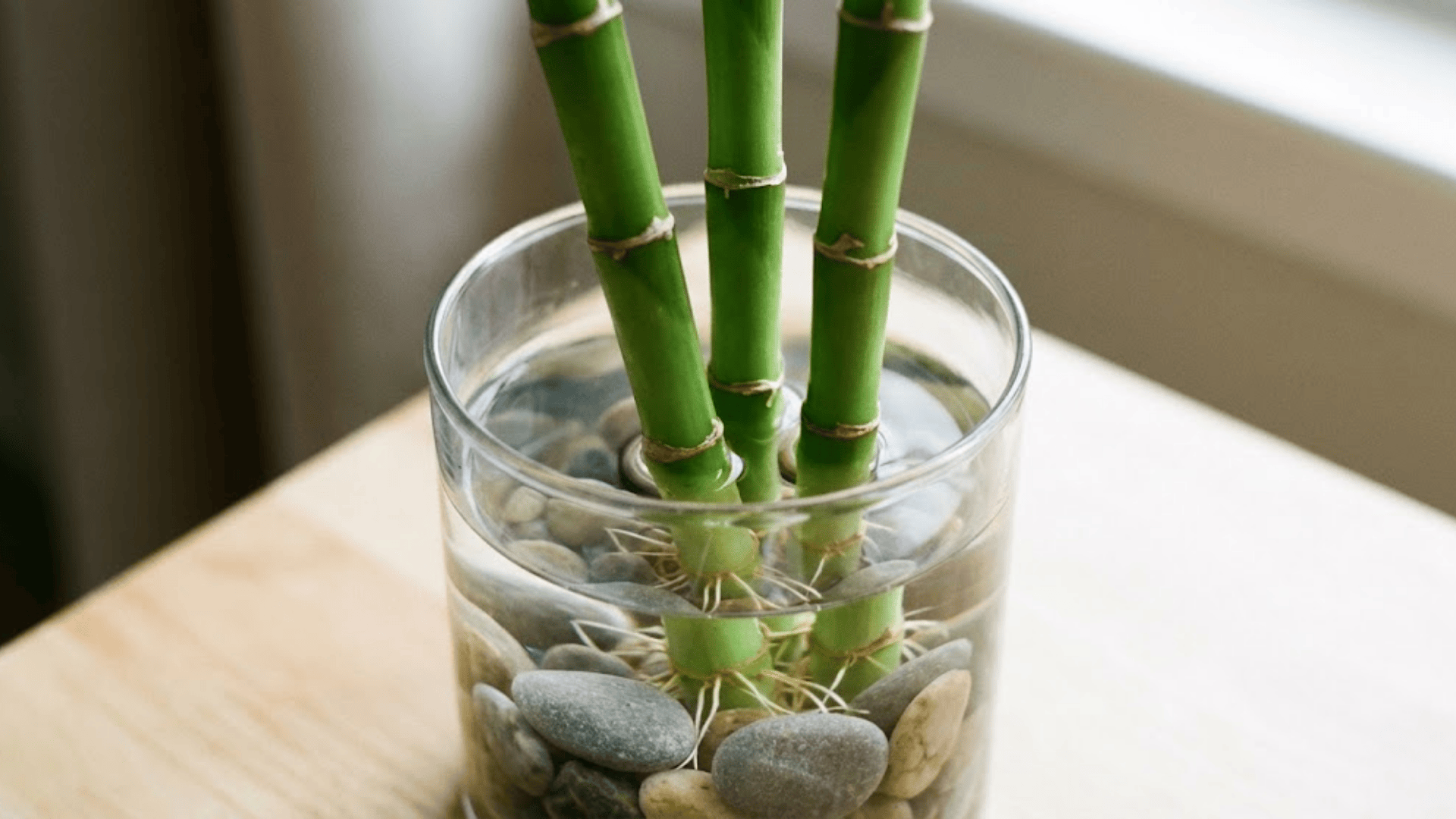 lucky bamboo
