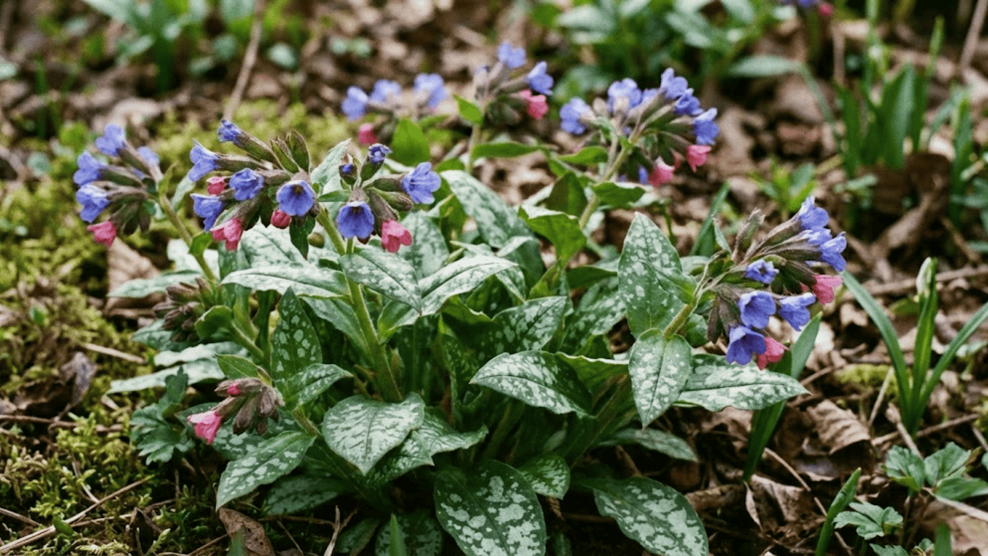 lungwort